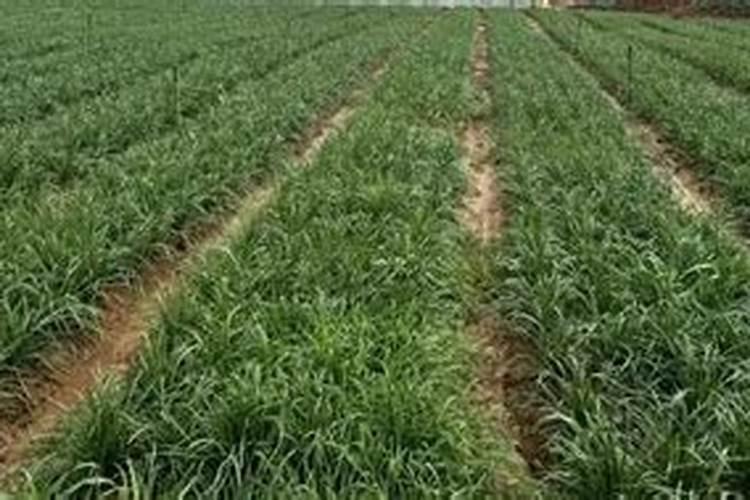 移栽韭菜多久施肥