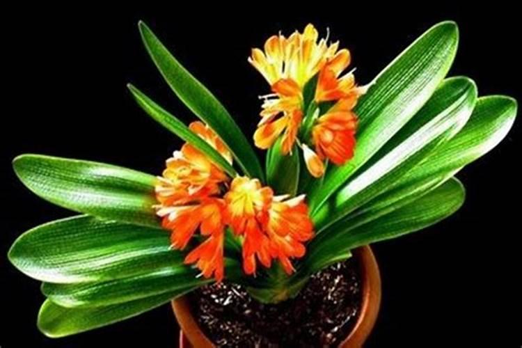 君子兰需要什么肥料