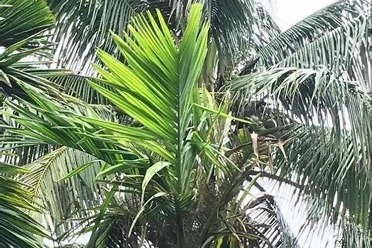 小叶昙花和大叶昙花的区别,日常如何养护