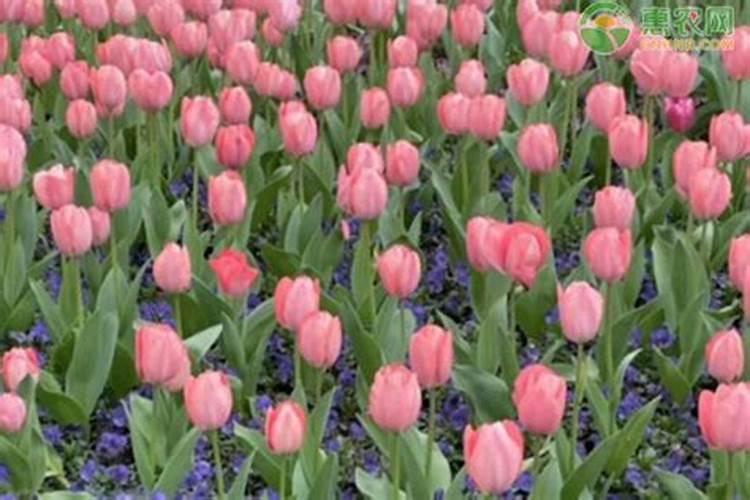 郁金香开花后怎么养护