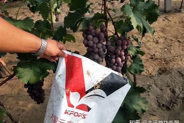 水溶肥的种类有哪些？怎么选择？