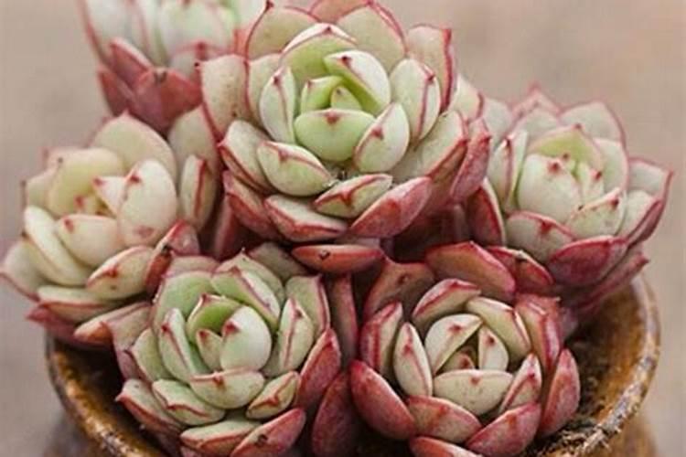 多肉怎么施肥施什么肥