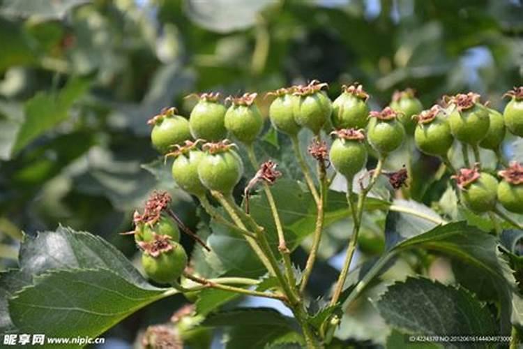 山楂树怎么了？