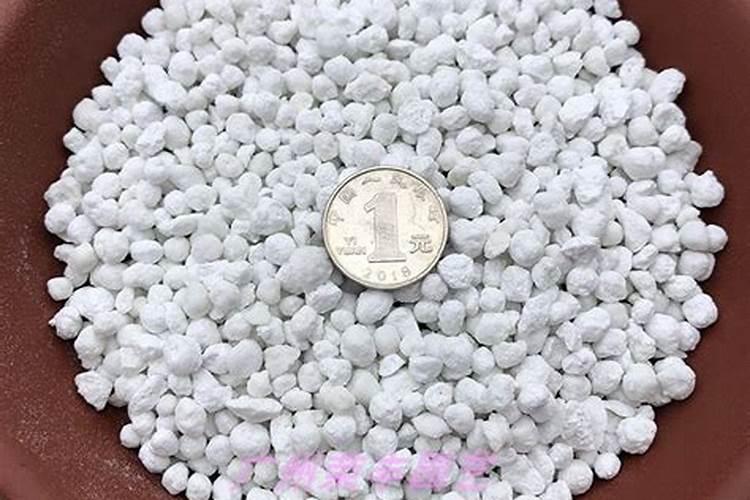 月季花喂什么肥花朵花苞长满了枝头