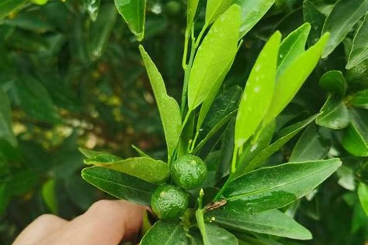 新会陈皮柑一棵树会统一成熟吗？