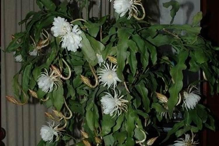 昙花用什么肥料容易开花