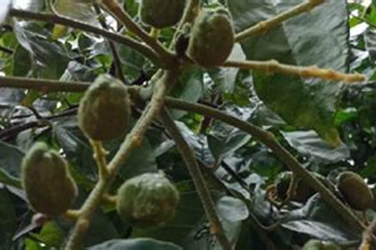 黄皮树怎样施肥才果核小一点