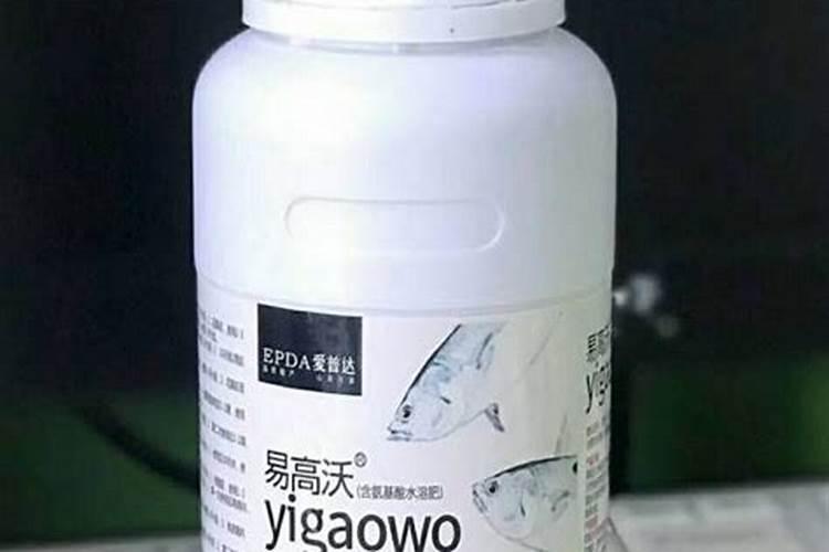 怎样判断鱼蛋肥的好坏