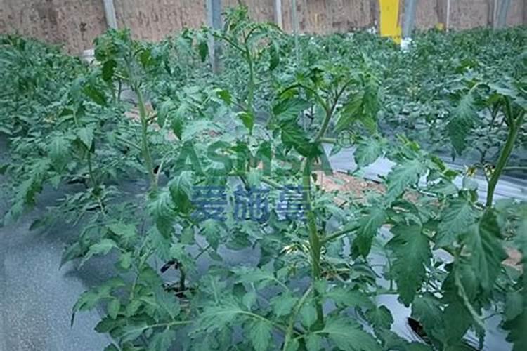 1斤大量元素需要多少斤水才能化开