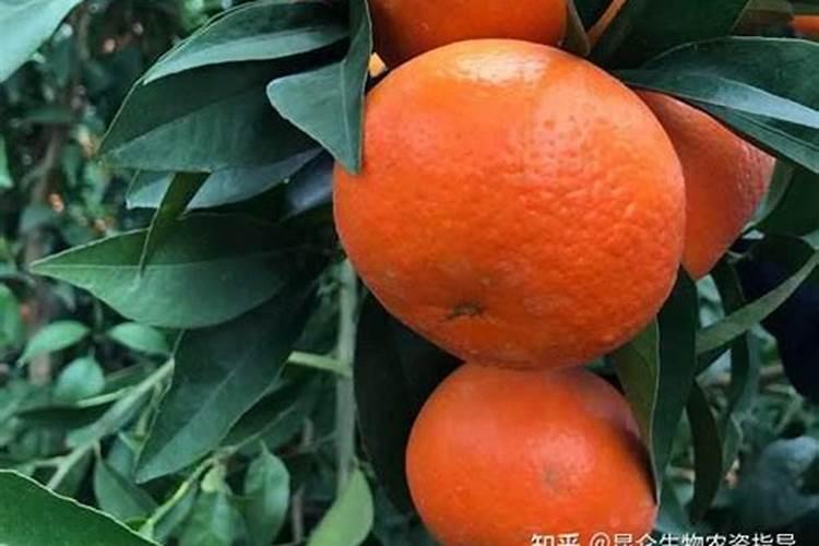 沃柑十月份该放什么肥料