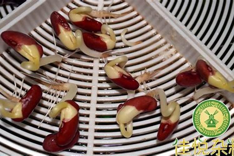 秋红芸豆多少天开花结角？