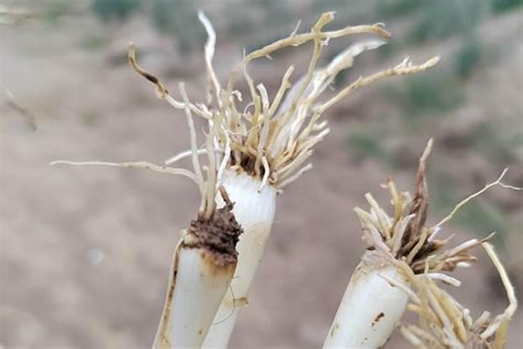 棚外温室提升快,大棚蔬菜别忽视这3种养根性肥料,根系好增产快