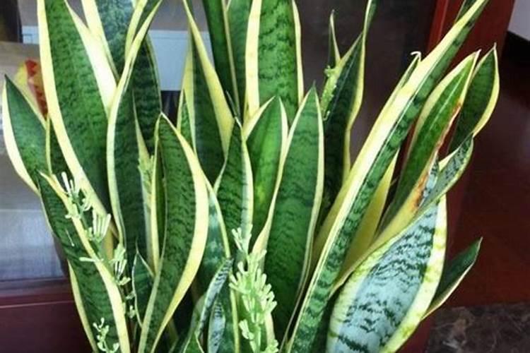 虎皮兰扦插后怎么浇水,保持盆土湿润/(附扦插方法)