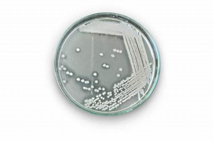 枯草芽孢杆菌能与复合肥混用吗