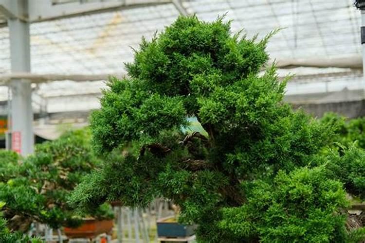 树干增粗的几种方法