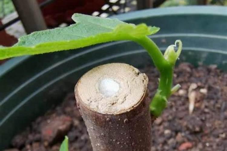 树干增粗的几种方法