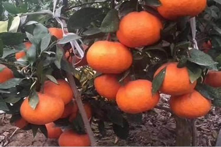 沃柑用什么肥最旺盛