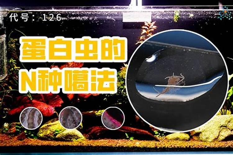 发酵鱼蛋白长虫子怎么办