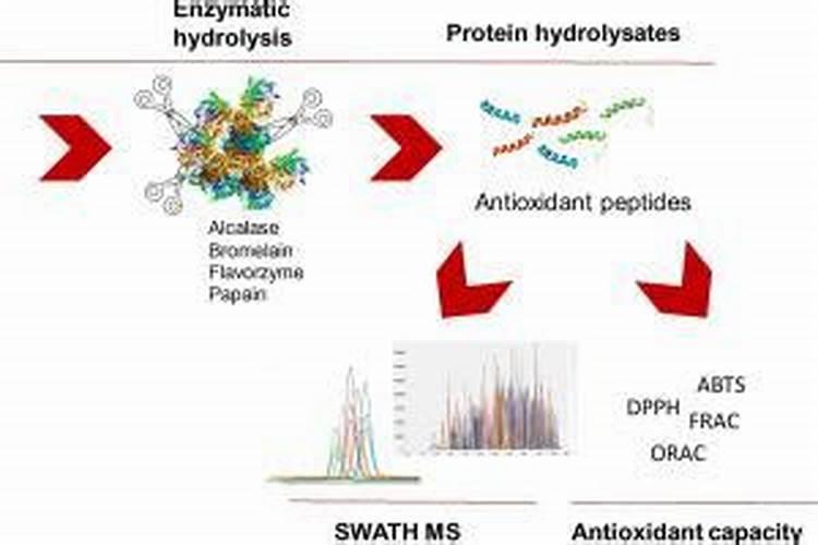 蛋白质的消化过程
