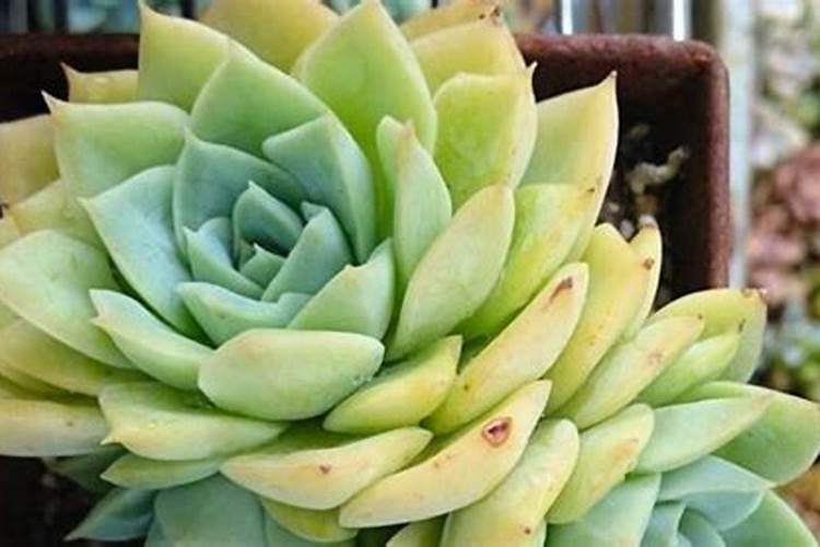 虎刺梅为什么黄叶了 虎刺梅老黄叶子怎么办