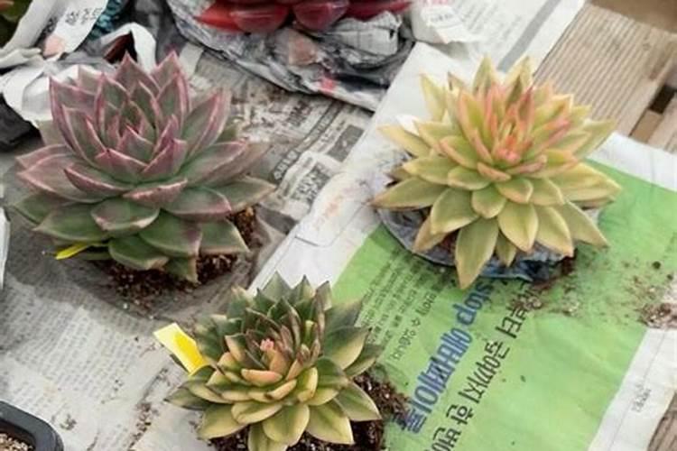 我养的花叶子都变黄了 怎么弄呀