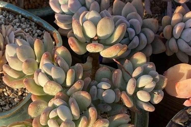 多肉叶片长白霉怎么办