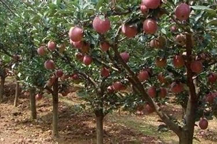 苹果树能用硅肥吗