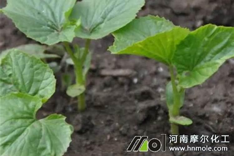 蔬菜施肥(爸爸的尿)后多久可以吃？