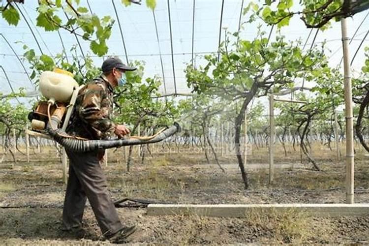 葡萄种植叶面喷肥