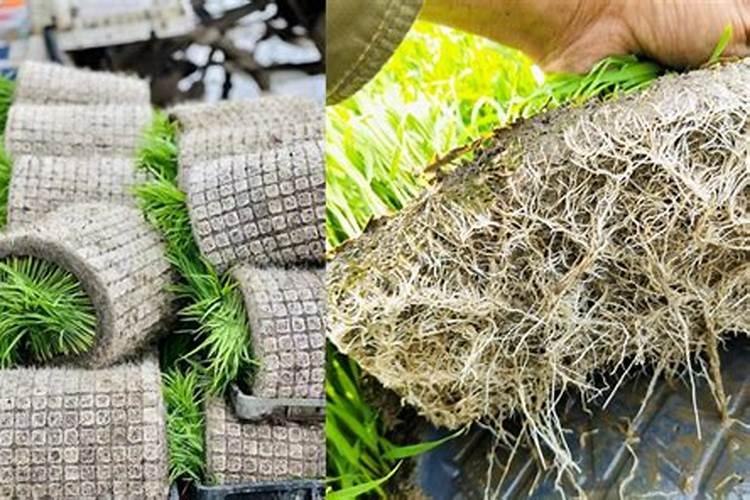 硅肥对水稻能增产吗