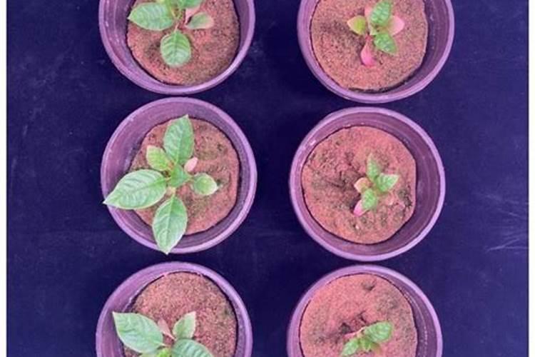 硅肥硅肥的十大作用