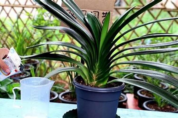 牛奶做叶面肥的方法,牛奶当叶面肥效果如何