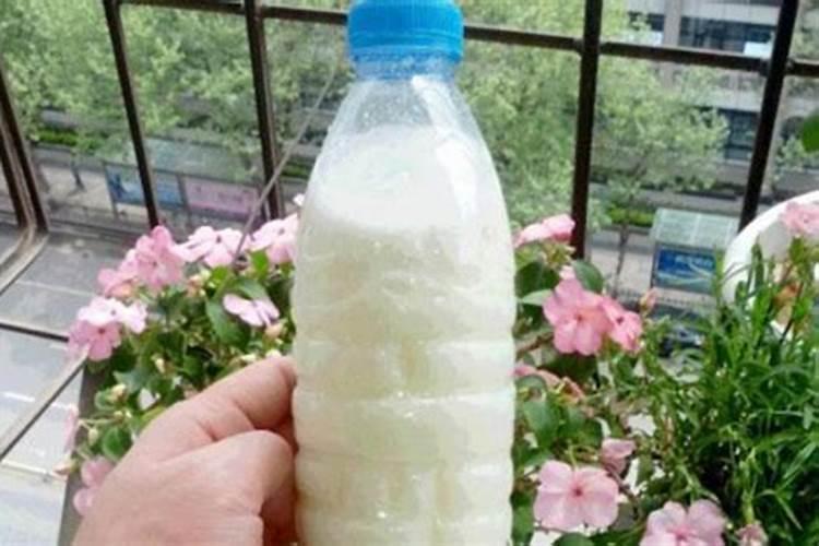 蕃茄叶面可以喷牛奶吗