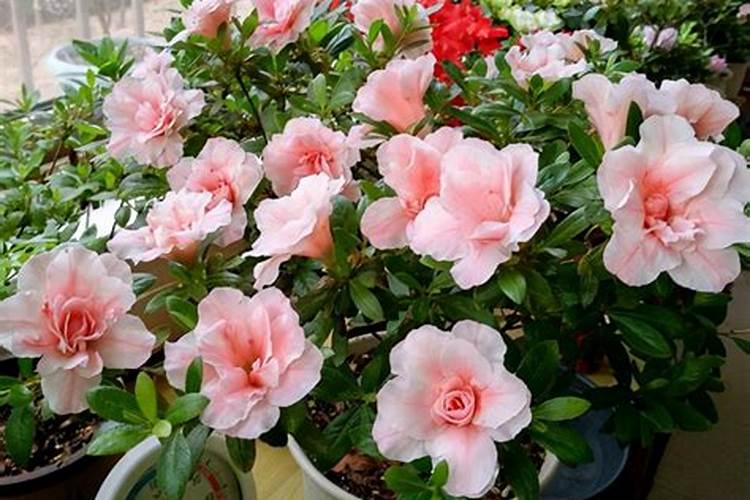 杜鹃花施什么样的肥料好