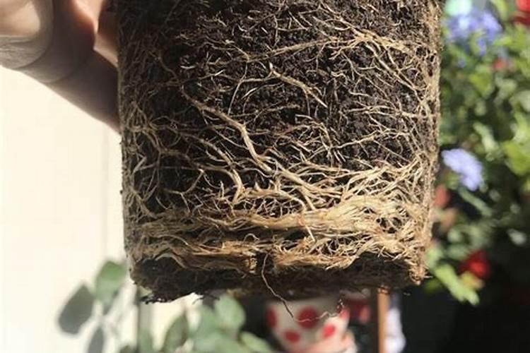 喝完茶水的茶叶根能用来浇花吗