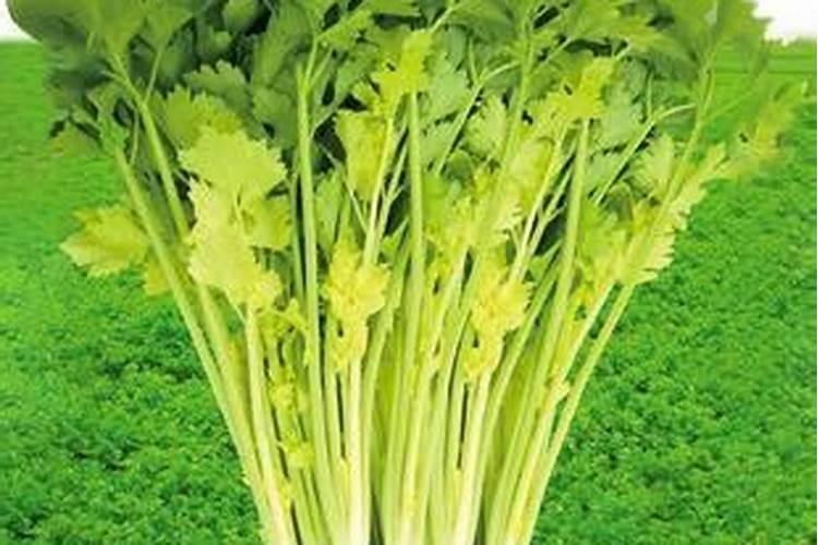 喷什么叶面肥芹菜长得快