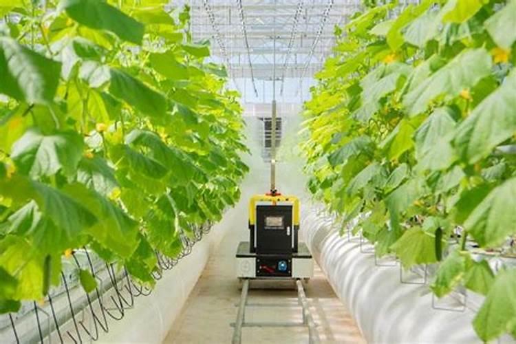 芒果树开花期和结果期应该打什么药,和施什么肥