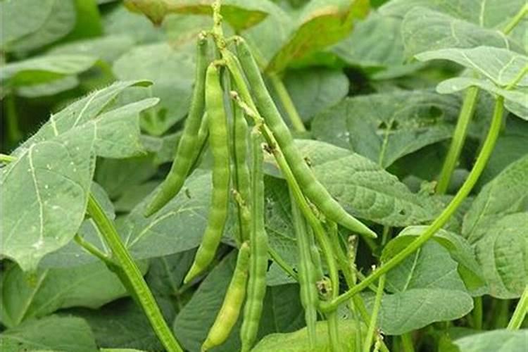 什么时间种植红小豆红小豆的种植时间