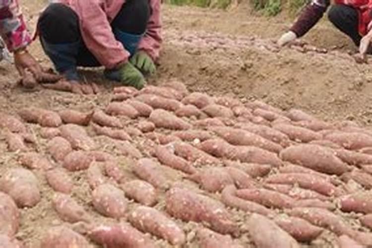 红薯种植后几天后才可以施肥