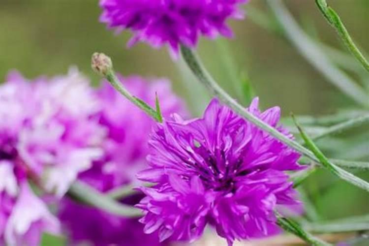 矢车菊怎么施肥