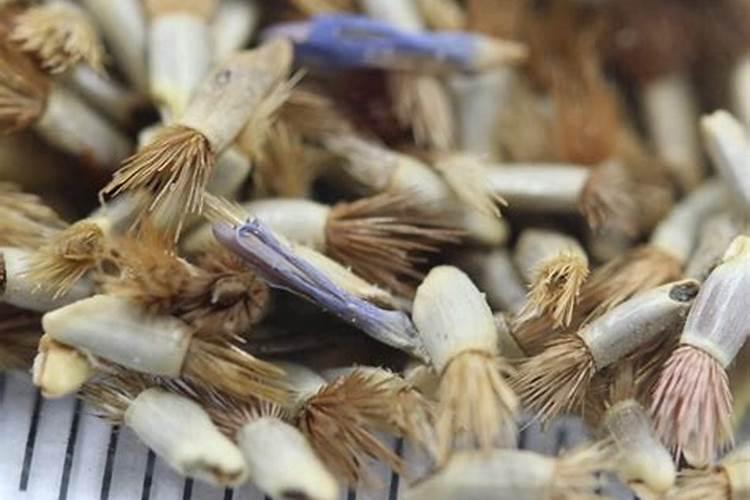 矢车菊怎么施肥