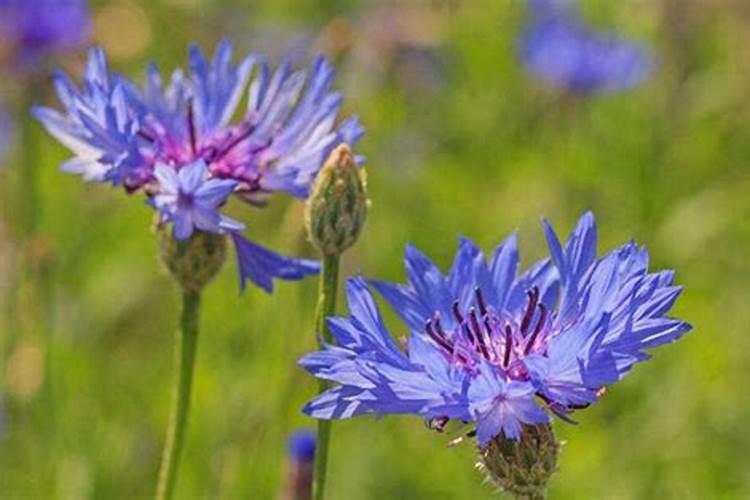 矢车菊怎么施肥