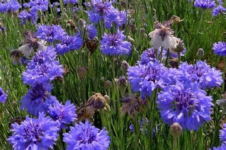 矢车菊怎么施肥