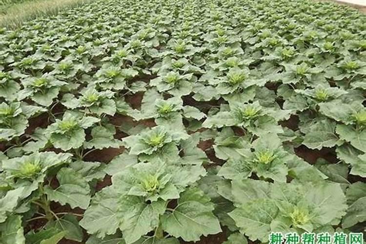 向日葵花盘籽能喷磷酸二氢钾？