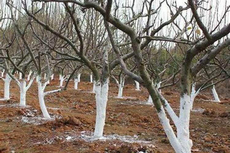 南方果树的土叶面施肥有哪些常用的方法？