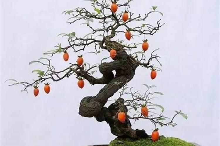 金弹子施什么肥最好