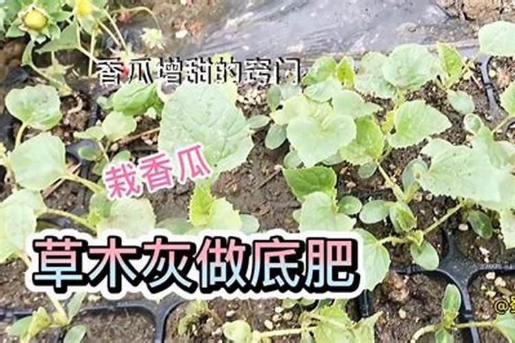 种红薯,复合肥和菜枯可以一起使用吗  百度