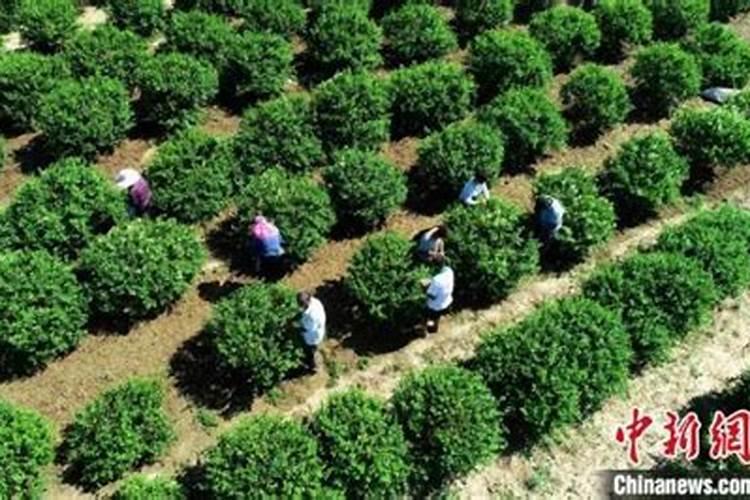 有机大米多少钱