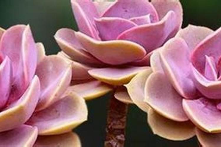 多肉植物多久浇水一次？需要施肥吗？