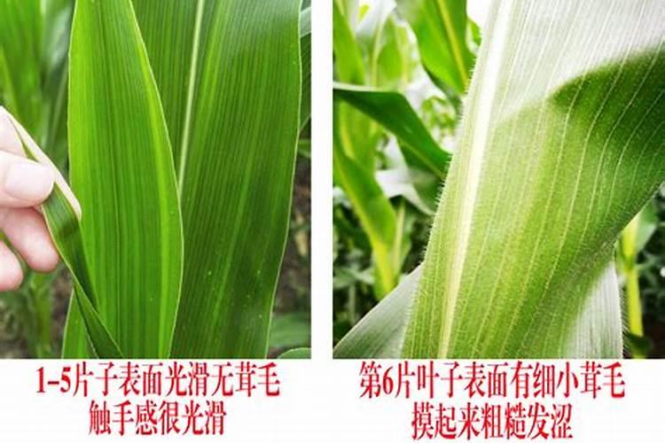 玉米3至5片叶可以喷叶面肥吗